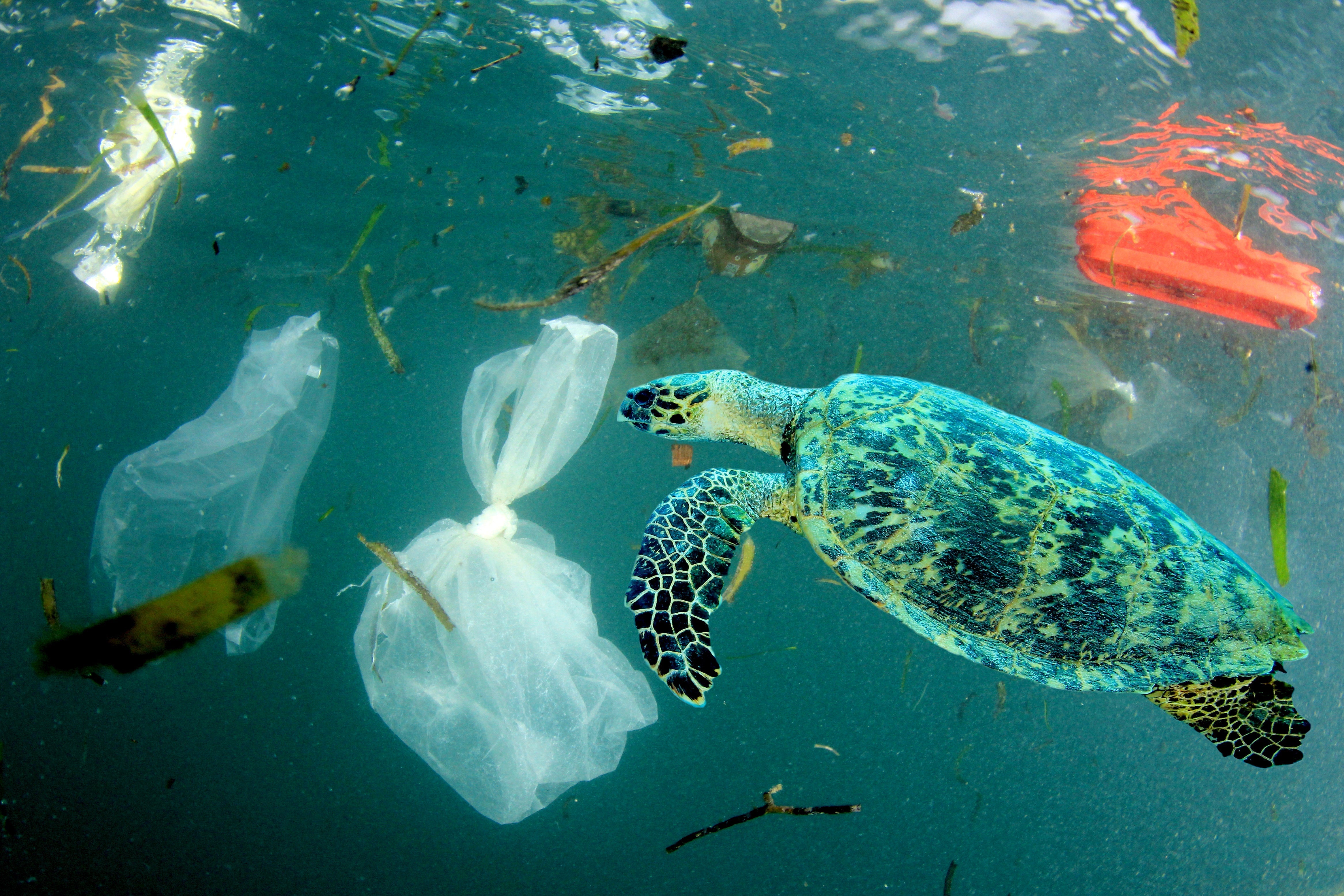 The Devastating Impact of Plastic on Our Oceans